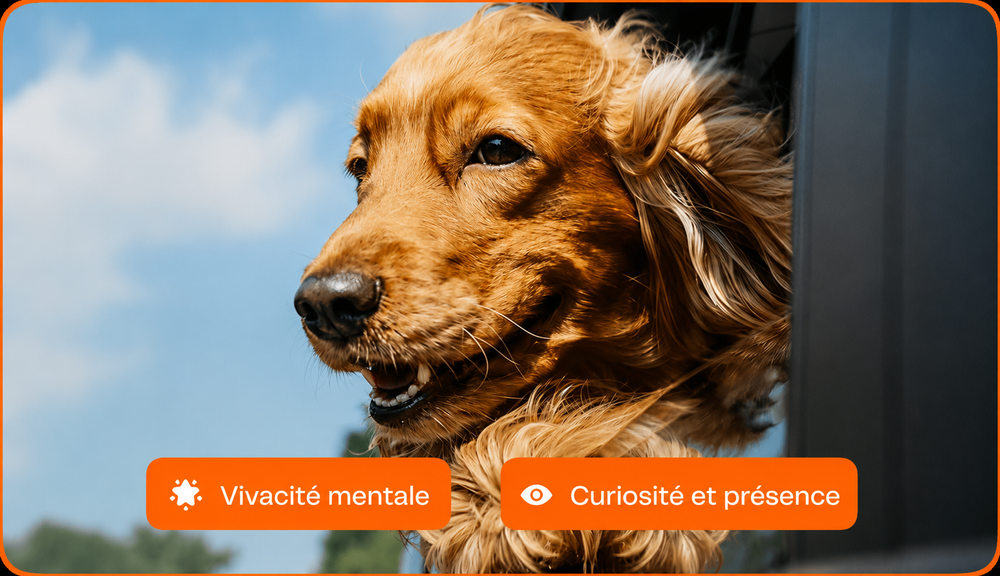 PawVitalCo FR advertorial