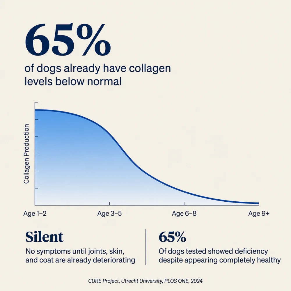 Collagen decline chart