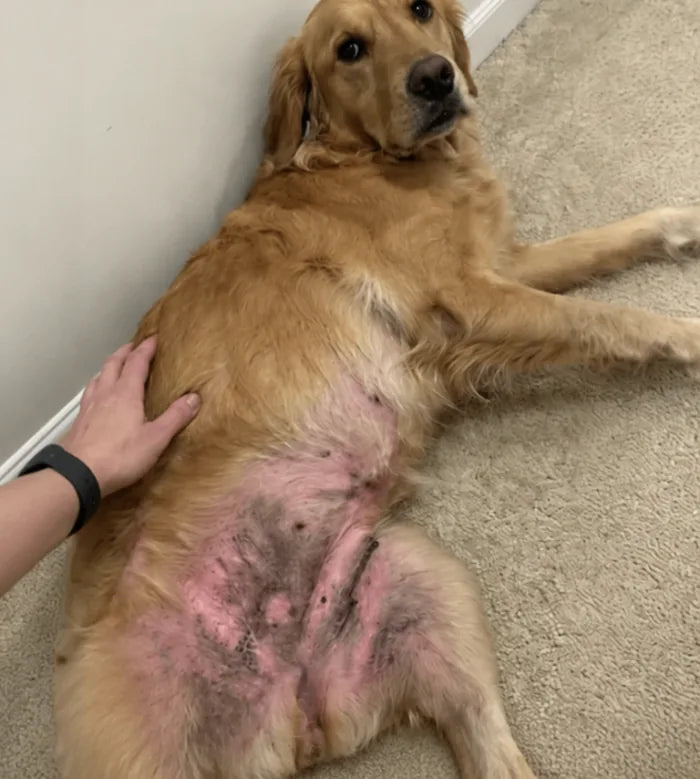 Bella before