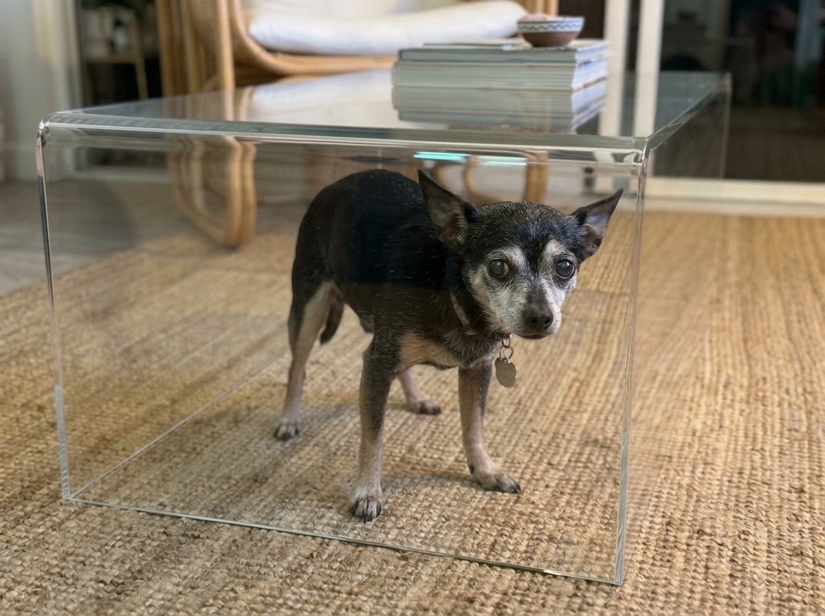 Senior dog looking at the camera
