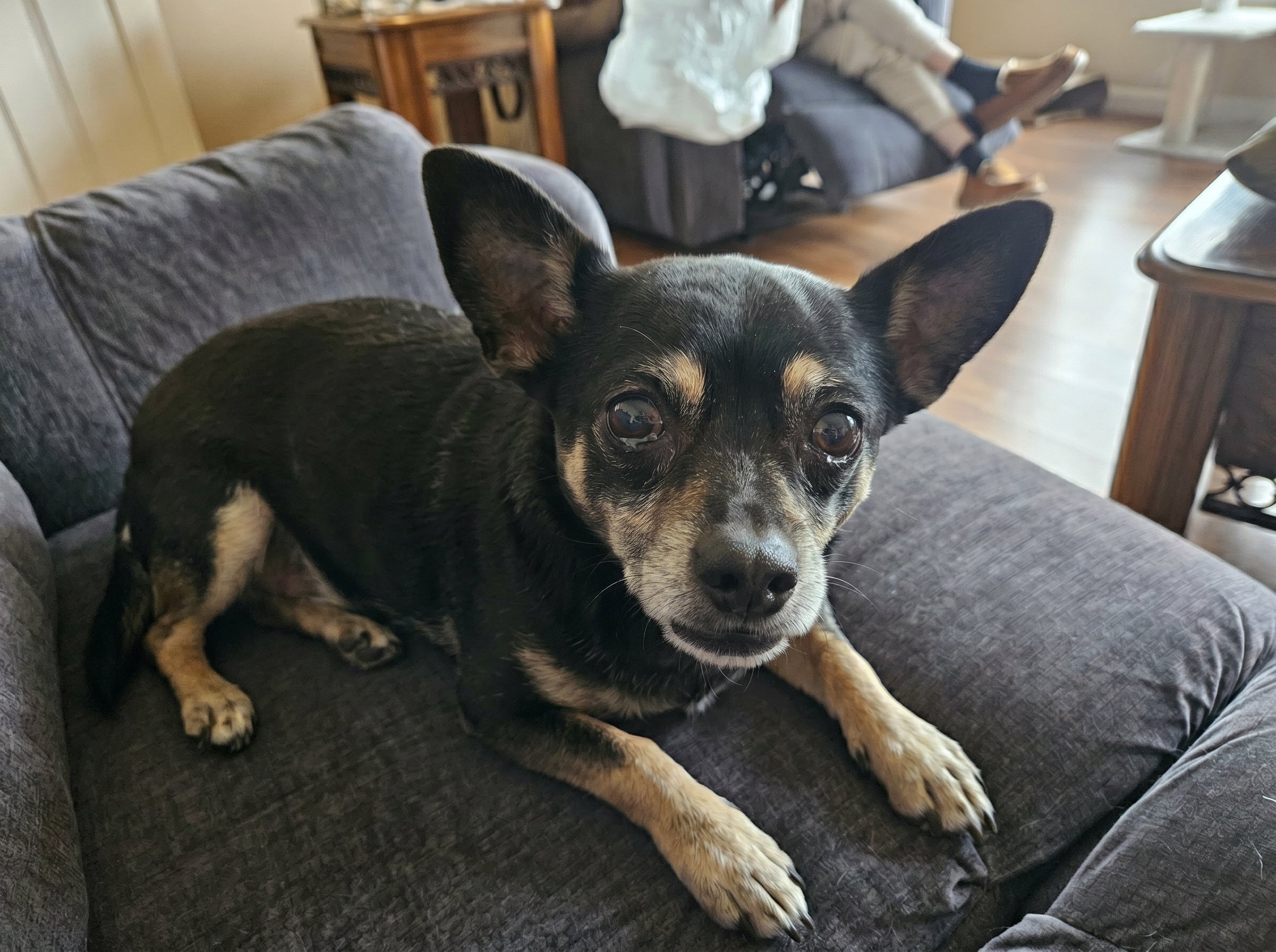 Dog with its owner