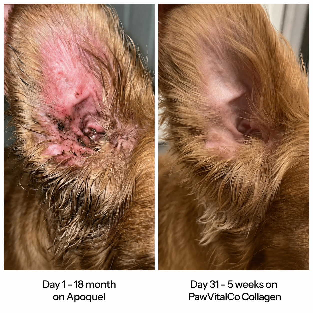 PawVitalCo Premium Liquid Collagen