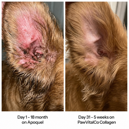 PawVitalCo Premium Liquid Collagen