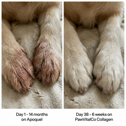 PawVitalCo Premium Liquid Collagen