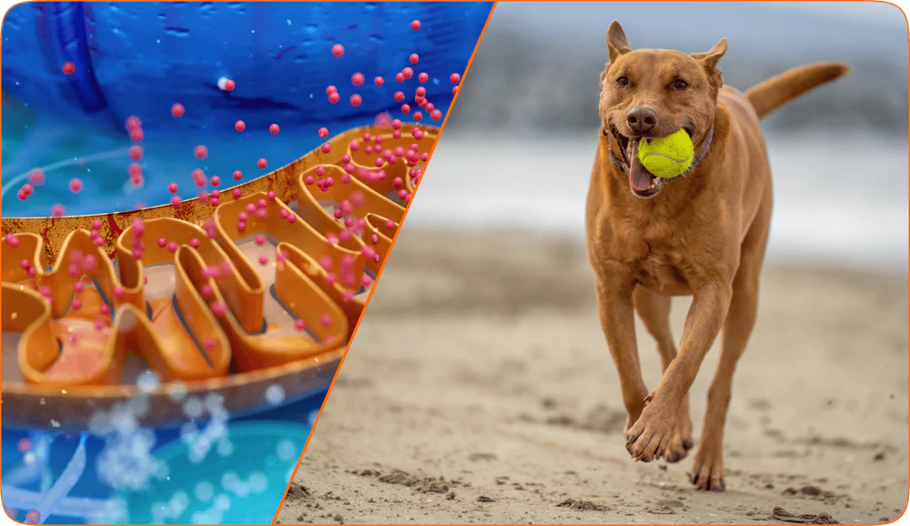 PawVitalCo FR advertorial