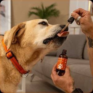 PawVitalCo FR advertorial