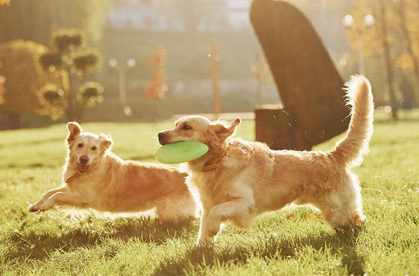 Two dogs playing with a frisbee