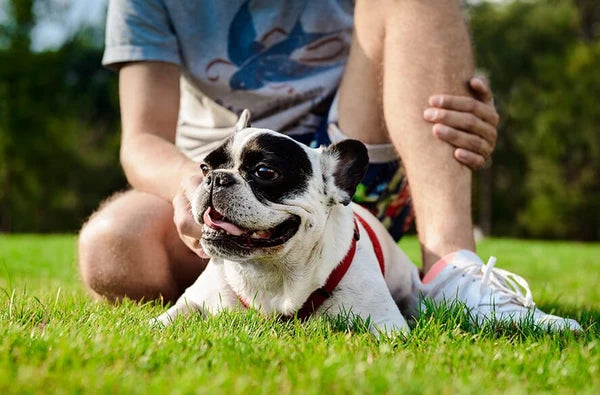 French bulldog sitting on the grass with its owner
