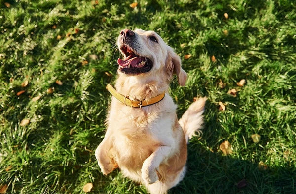Golden retriever rolling in the grass