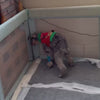 Dog clip