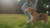 Dog walking with its owner through a sunlit field