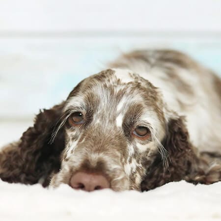 Tired senior spaniel resting before starting the protocol