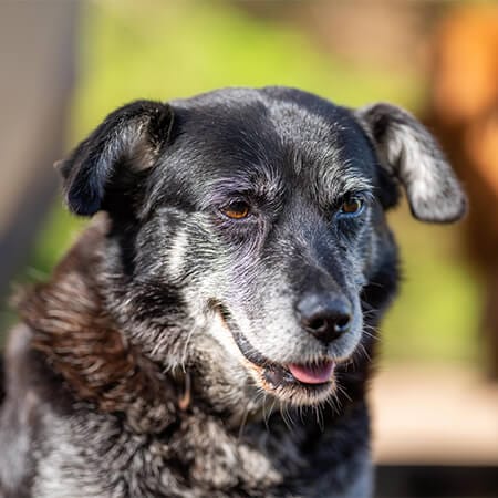 Alert senior dog after one month