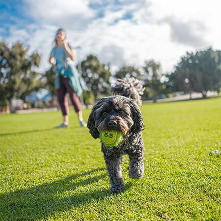 Dog running with a ball after two months