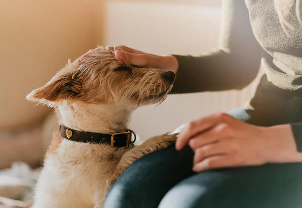 Terrier being petted on a sofa