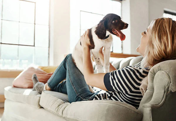 Dog resting on the couch with its owner