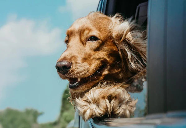 Spaniel with ears flying out of a car window