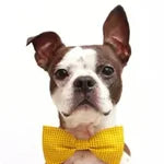 James's dog