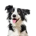 Linda's dog