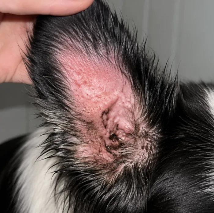 Linda's dog before