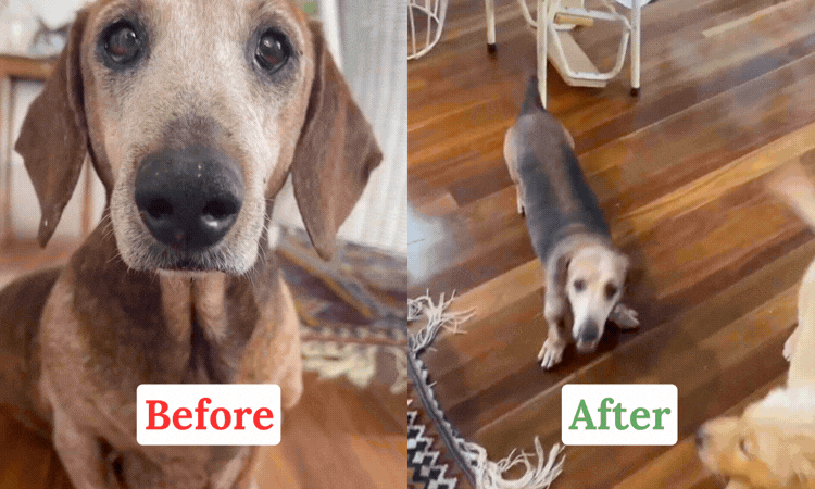 Dog improving over time